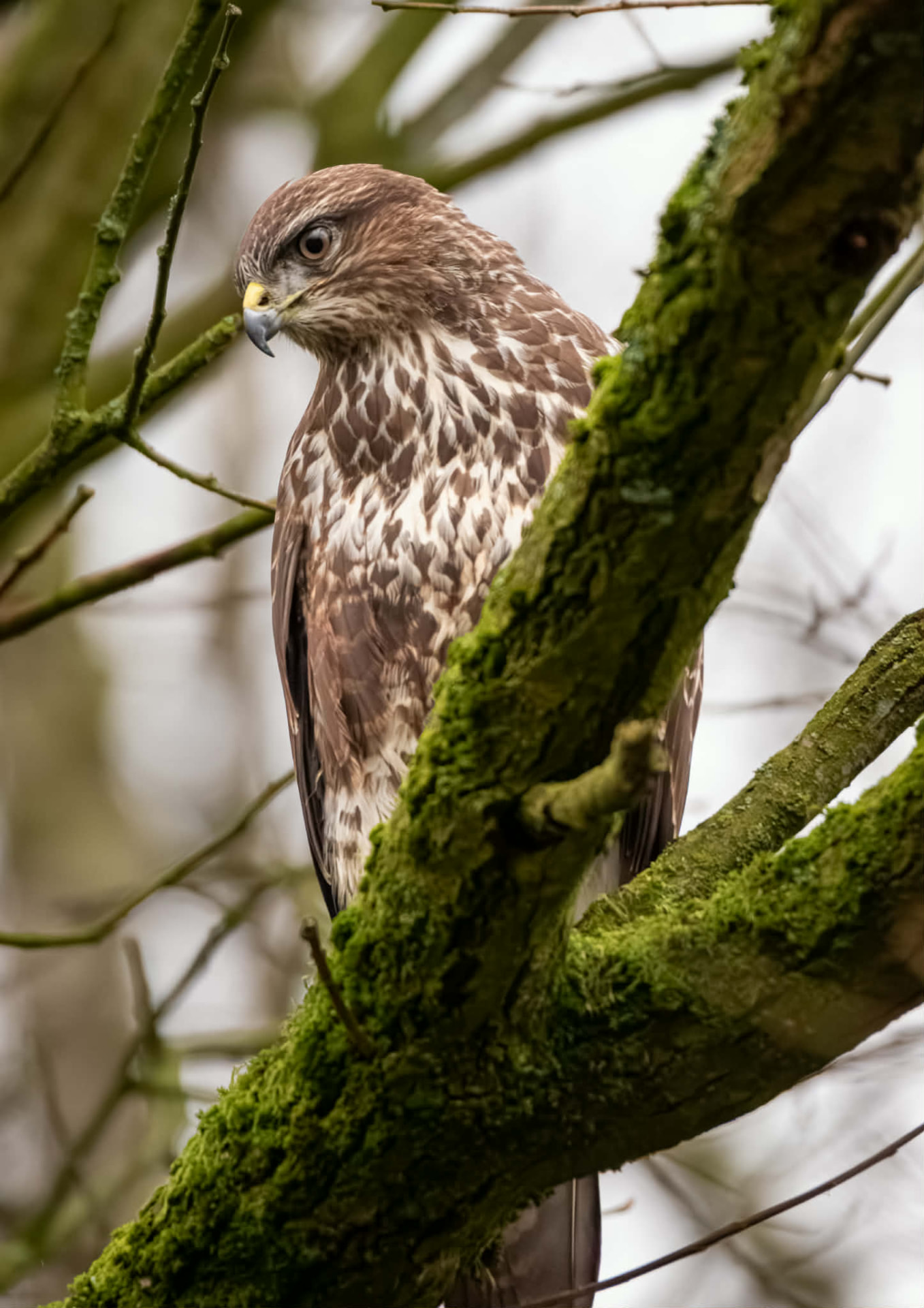 Young buzzard perched among mossy tree branches