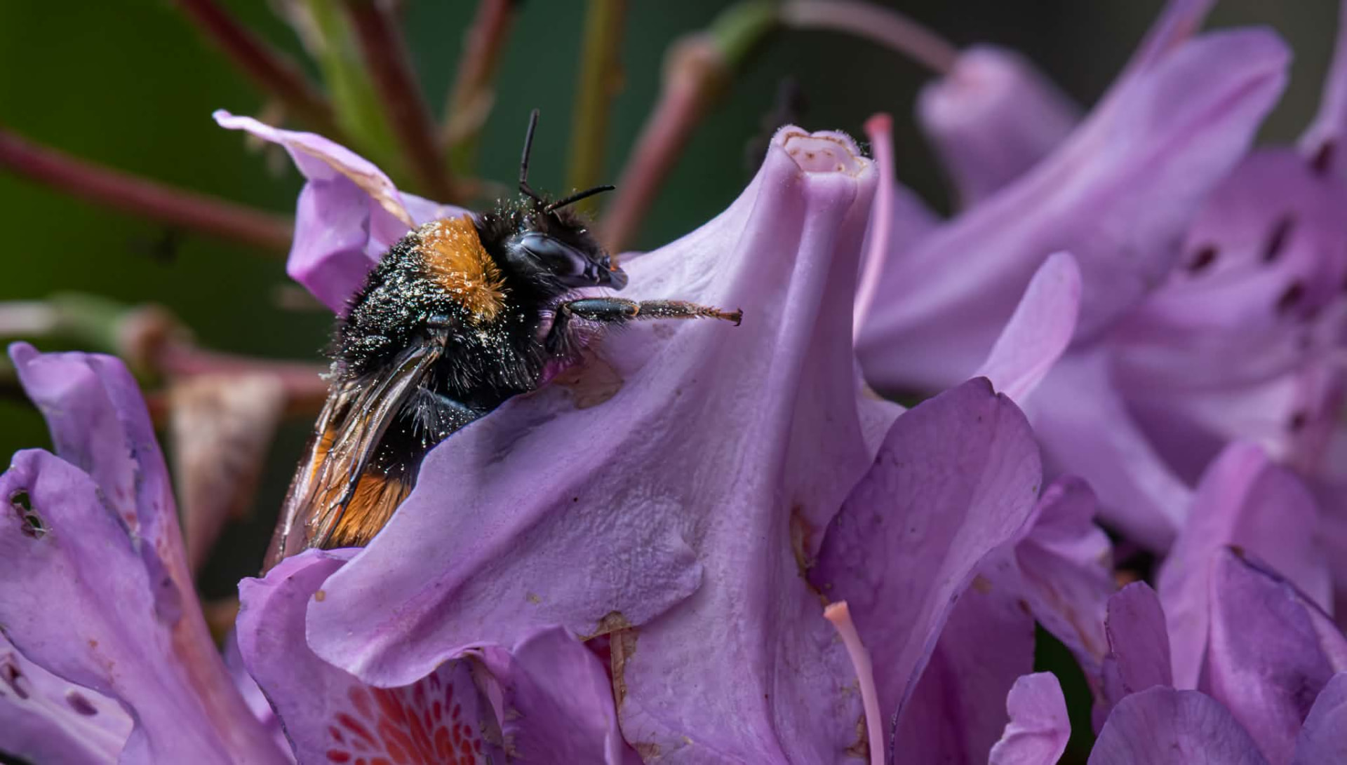 Pollen-dusted bumblebee on purple rhododendron