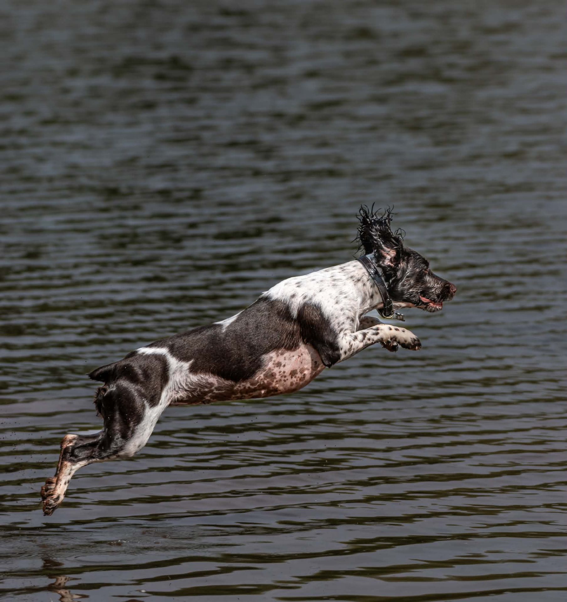 Spaniel leaping into calm water, captured mid-air