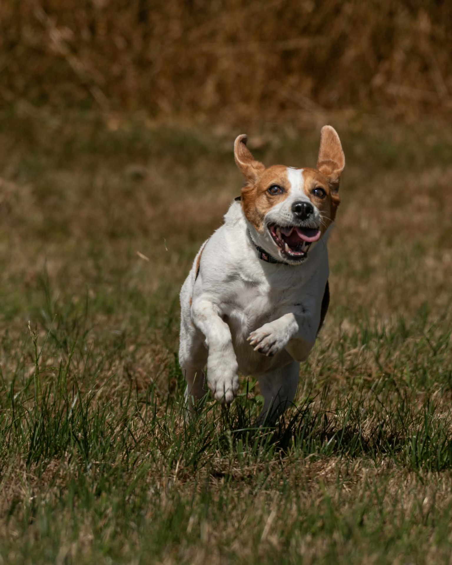 Jack Russell running towards the camera across a field
