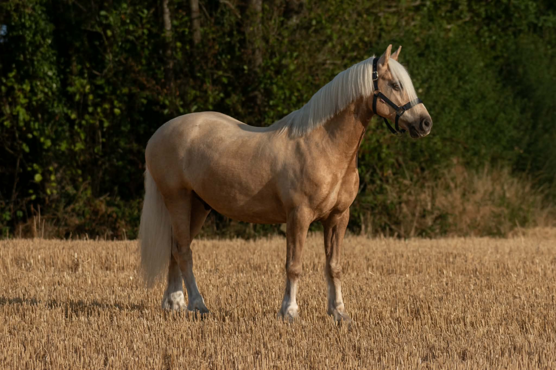Palomino horse standing alert in a golden harvested field with dark woodland behind