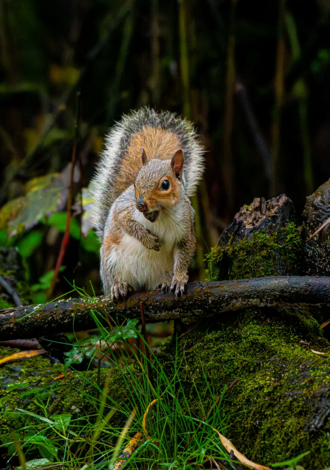 Grey squirrel perched on a mossy branch among autumn leaves