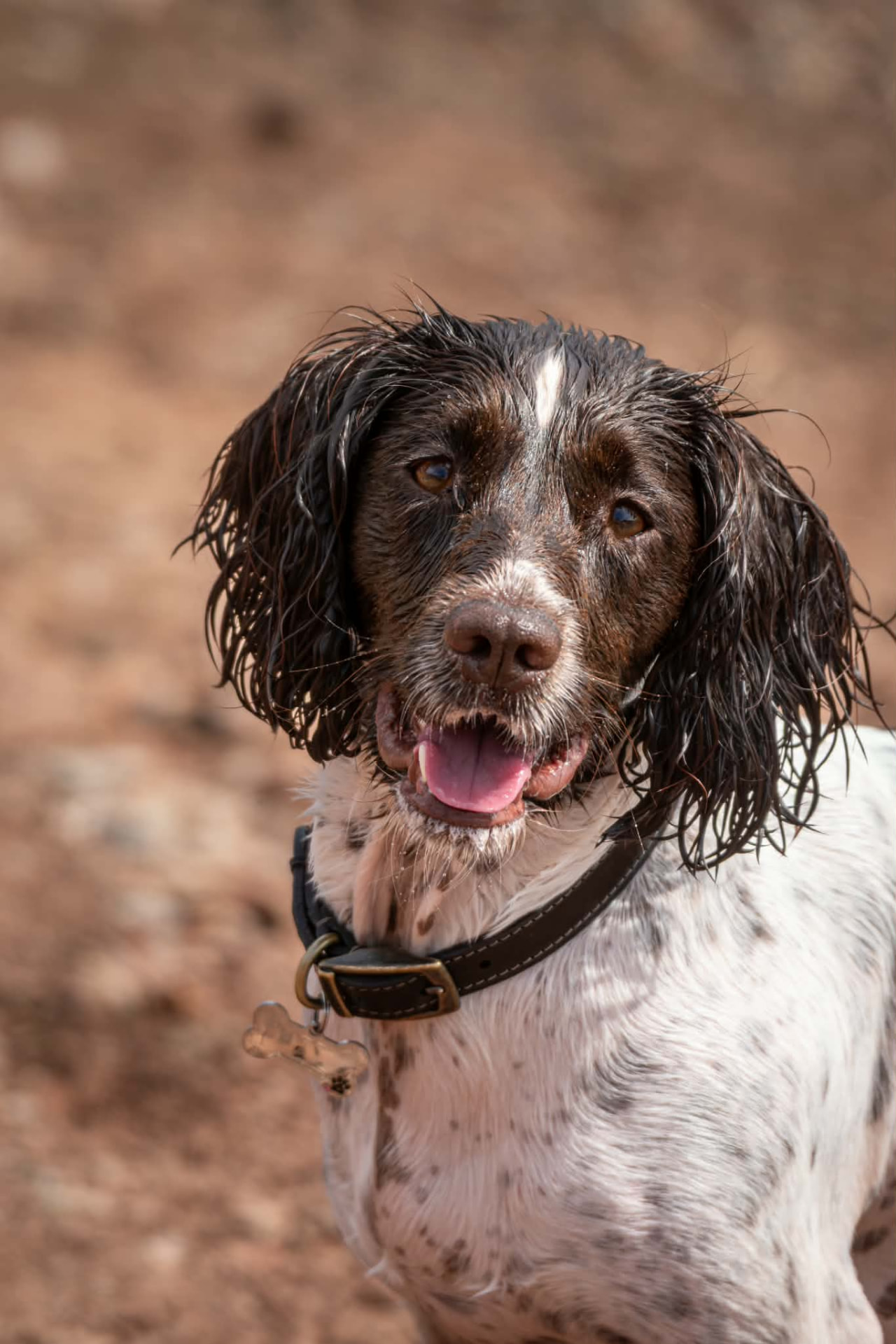 Wet brown and white spaniel smiling at the camera on a sunlit track