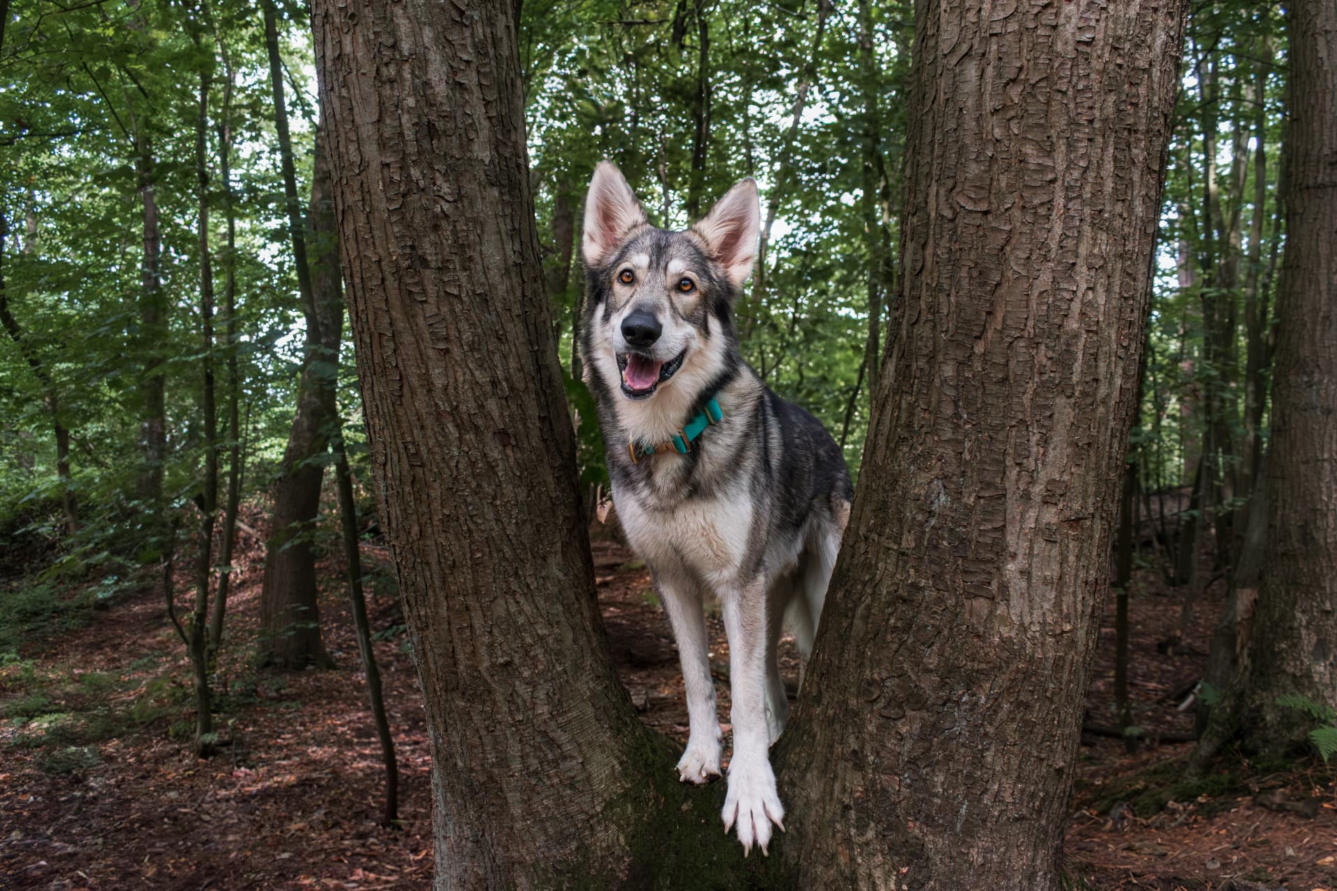 Happy shepherd dog standing between two trees in a sunlit forest